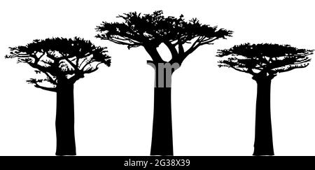 Silhouette d'arbres de baobab. Symbole de l'arbre national de l'Angola. Contours de Baobabs. Formes noires sur fond blanc. Vecteur. Illustration de Vecteur