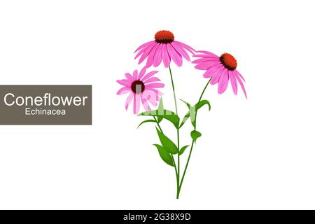 Illustration d'Echinacea purpurea. Conceflower Blooming dessin. Fleurs médicinales violettes détaillées avec des feuilles vertes clip Banque D'Images