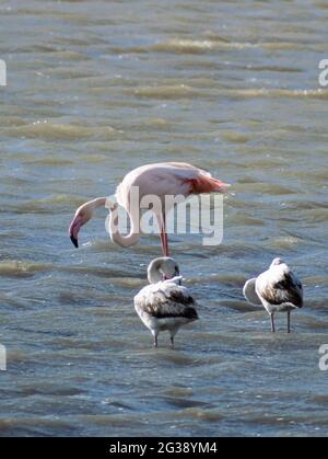 L'élégant flamants roses se plie pour boire de l'eau avec son bec noir devant deux oiseaux dans un lac en Grèce Banque D'Images