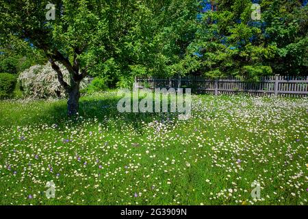 DE - BAVIÈRE: Daisies Oxeye (lat: Leucanthemum vulgare) dans une prairie de jardin Banque D'Images