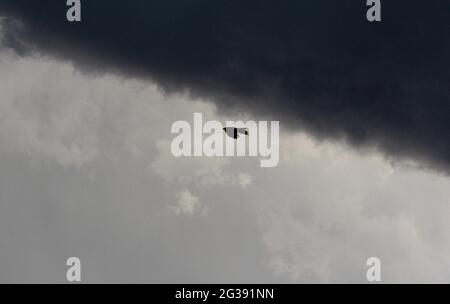 Un corbeau vole sous des nuages de pluie sombres à Santa Fe, Nouveau-Mexique. Banque D'Images