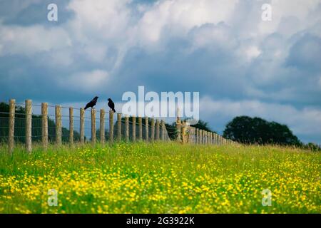 Deux corneilles se trouvent sur les poteaux d'une clôture dans une prairie avec des fleurs jaunes en Angleterre Banque D'Images