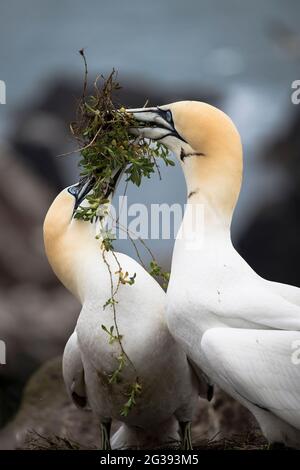 Colonie de gantet du Nord sur l'île de Saltee, Irlande Banque D'Images