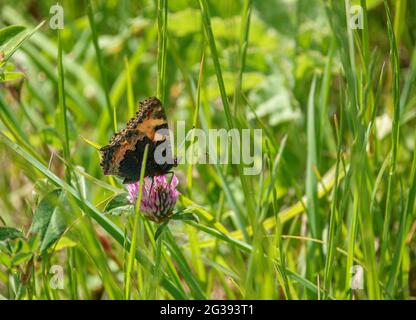 Papillon tortoiseshell se nourrissant sur un trèfle rouge (Trifolium pratense) Banque D'Images