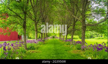 des fleurs de poireaux sauvages violettes fleurissent autour de rangées d'arbres menant à une arche en pierre fabriquée à la main Banque D'Images