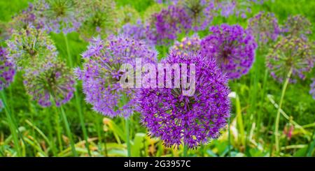 poireaux sauvages, allium floraison: grandes boules de petites fleurs pétulées pourpres Banque D'Images