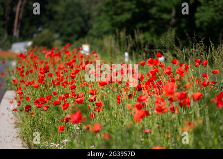 gros plan d'un champ de coquelicots rouges Banque D'Images