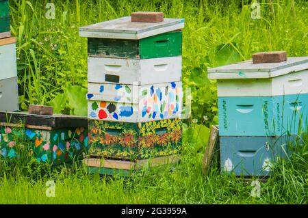 ruches d'abeilles aux couleurs vives Banque D'Images