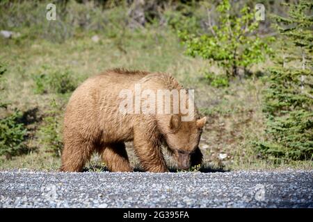 Ours noir américain recouvert de cannelle (Ursus americanus) se nourrissant des pissenlits, parc provincial des lacs Spray, pays Kananaskis, Alberta, Canada Banque D'Images