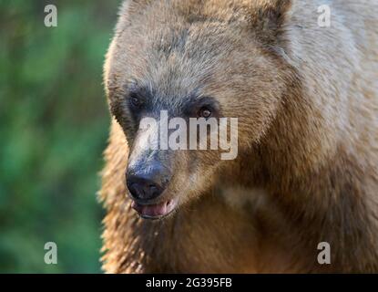 Gros plan de la tête, ours noir d'Amérique recouvert de cannelle (Ursus americanus), parc provincial des lacs Spray, Kananaskis Country, Alberta, Canada . Banque D'Images