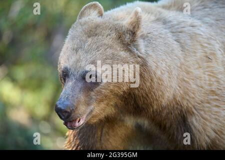 Gros plan de la tête, ours noir d'Amérique recouvert de cannelle (Ursus americanus), parc provincial des lacs Spray, Kananaskis Country, Alberta, Canada . Banque D'Images
