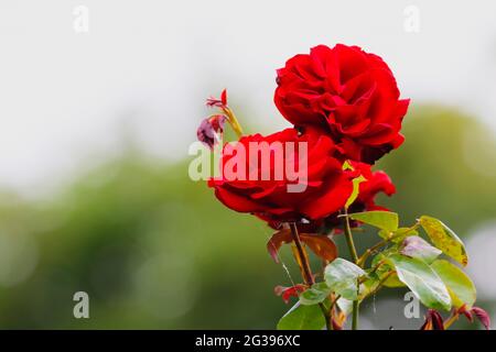 Roses rouges vives avec une mise au point douce sur les pétales de velours, en pleine croissance dans le jardin avec un arrière-plan flou de bokeh. Fleurs romantiques rêveuses Banque D'Images