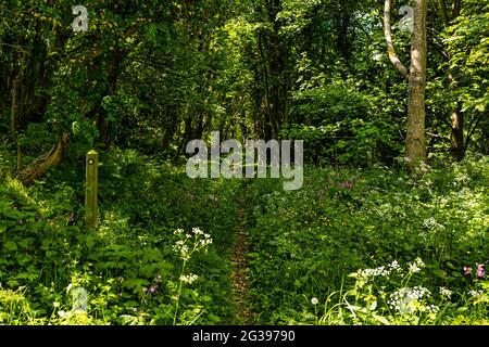 Sentier dans la forêt avec fleurs sauvages d'été et marqueur de sentier, Pease Dean, Berwickshire, Scottish Borders, Écosse, ROYAUME-UNI Banque D'Images