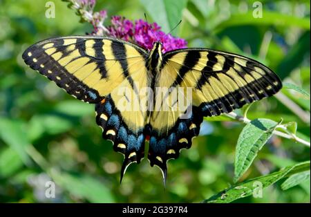 Gros plan d'un papillon à queue d'aronde de tigre de l'est (Papilio glaucus) buvant le nectar des fleurs d'un Bush à papillons violets (Buddleia davidi). Banque D'Images