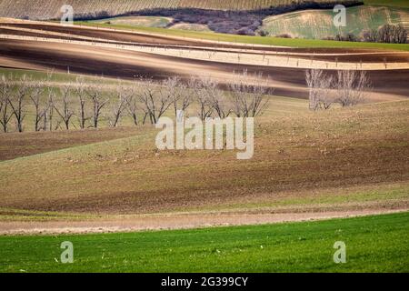 Toscane morave, paysage agricole dans le sud de la République tchèque Banque D'Images