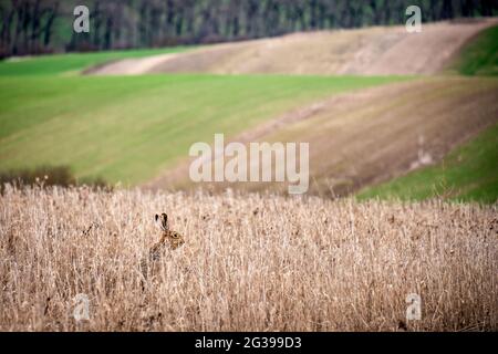 Toscane morave, paysage agricole dans le sud de la République tchèque Banque D'Images