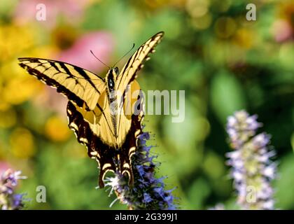 Un papillon à queue d'aronde de tigre de l'est (Papilio glaucus) décale d'une fleur avec ses ailes ouvertes et ses ailes avant séparées des ailes arrière. Banque D'Images