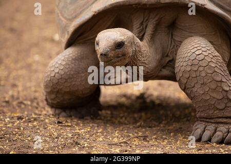 Tortue géante à Maurice Banque D'Images