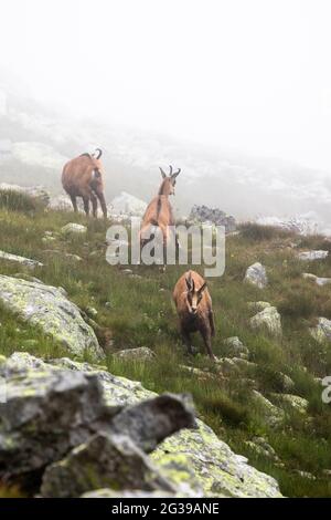 Tatra chamois sur une surface rocheuse en Slovaquie Banque D'Images