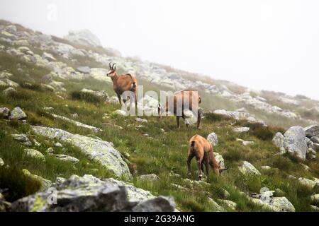 Tatra chamois sur une surface rocheuse en Slovaquie Banque D'Images