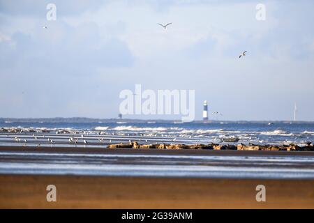 Colonie de phoques gris sur une plage au coucher du soleil, Donna NOOK, Angleterre Banque D'Images