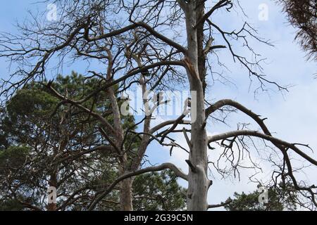 conséquences d'un incendie dans la forêt. Arbres morts brûlés sur fond d'herbe verte. Printemps. Banque D'Images