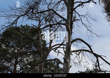 conséquences d'un incendie dans la forêt. Arbres morts brûlés sur fond d'herbe verte. Printemps. Banque D'Images