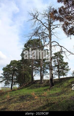 conséquences d'un incendie dans la forêt. Arbres morts brûlés sur fond d'herbe verte. Printemps. Banque D'Images