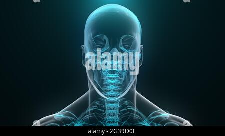 Le rendu 3D translucide du crâne et de l'humérus sur la surface numérique. Squelette supérieur d'acquisition anatomique complète. Reconstruction numérique de l'intelligence artificielle vis Banque D'Images