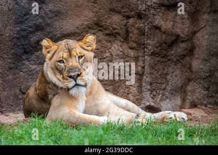 Lion d’Afrique Banque D'Images