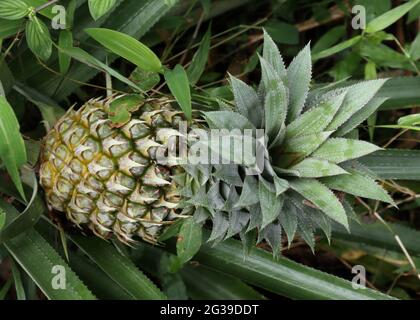 Vue en hauteur d'un ananas mûrissant sur une plantation d'ananas au Sri Lanka, un peu d'herbe au premier plan est mis au point Banque D'Images