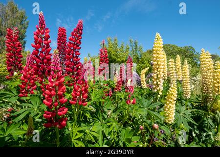 Superbes lupins rouges et jaunes avec feuillage vert, photographiés dans un jardin de cottage anglais dans l'ouest du Sussex au Royaume-Uni. Banque D'Images