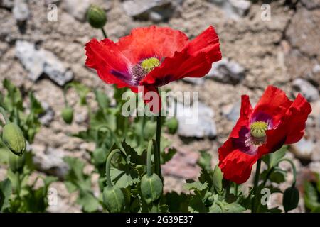 Superbes coquelicots, photographiés à la Maison de Monk, dans le jardin de la maison de Woolf en Virginie, à Rodmell, dans l'est du Sussex, au Royaume-Uni. Banque D'Images