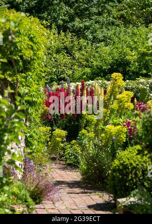 Superbes lupins rouges et jaunes avec feuillage vert, photographiés dans un jardin de cottage anglais dans l'ouest du Sussex au Royaume-Uni. Banque D'Images