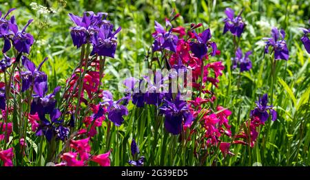 Superbes fleurs et feuillages de l'iris, photographiés à la Maison de Monk, dans le jardin de la maison de Woolf en Virginie, à Rodmell, dans l'est du Sussex, au Royaume-Uni. Banque D'Images