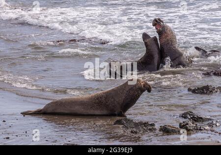 San Simeon, CA, États-Unis - 12 février 2014 : point de vue de Elephant Seal. Des mâles dans l'océan surfent avec un troisième regard. Banque D'Images