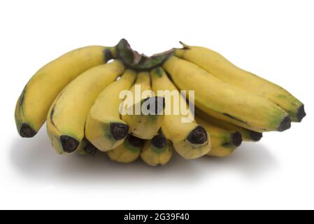 Bouquet de bananes, Musa paradisiaca. Banque D'Images