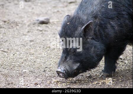 Portrait de porc en pot-ventre Banque D'Images