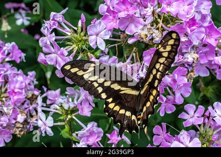 Queue de cygne anis sur fleurs de phlox pourpres dans un jardin d'été. Banque D'Images