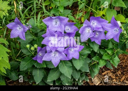 Fleurs en montgolfière violettes dans un jardin d'été. Banque D'Images