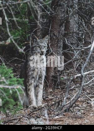 Lynx (chat sauvage) debout dans une forêt, la faune Banque D'Images