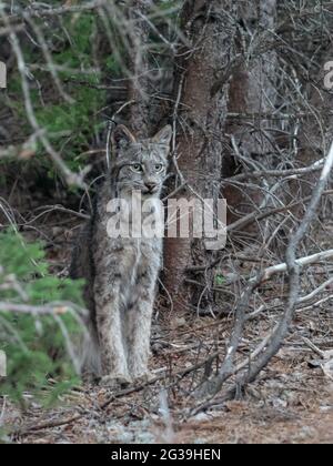 Lynx (chat sauvage) debout dans une forêt, la faune Banque D'Images