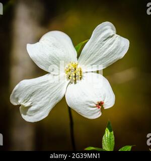 Image en gros plan de la fleur de cornouiller dans la gorge de la rivière Rouge, Kentucky Banque D'Images
