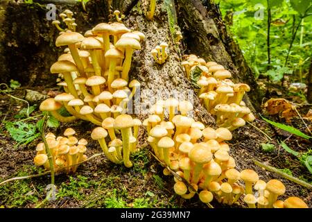 Vue rapprochée d'un groupe de champignons à la base d'un tronc d'arbre Banque D'Images