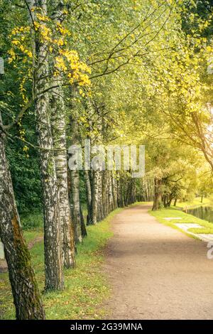 Allée bordée de bouleau dans un parc à Moscou, en Russie, au début de l'automne Banque D'Images