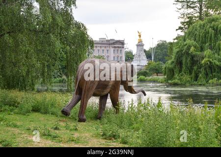 Londres, Royaume-Uni. 14 juin 2021. Une sculpture à l'éléphant dans le parc St James's, Londres, avec Buckingham Palace en arrière-plan.partie de l'installation d'art de coexistence, Qui vise à faire la lumière sur l'empiètement croissant des humains sur les lieux sauvages, chaque éléphant est créé à partir de Lantana camara, une espèce végétale toxique, envahissante et dommageable (photo par Vuk Valcic/SOPA Images/Sipa USA) crédit: SIPA USA/Alay Live News Banque D'Images