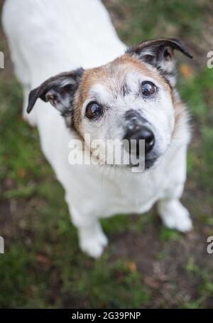 Jack Russell Terrier, âge mûr Banque D'Images