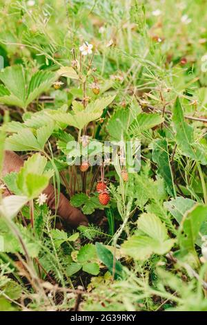 Petite fraise en forêt. Fraises rouges, baies et fleurs blanches dans un pré sauvage, gros plan. Cueillette des fraises à la main. Cadre vertical Banque D'Images