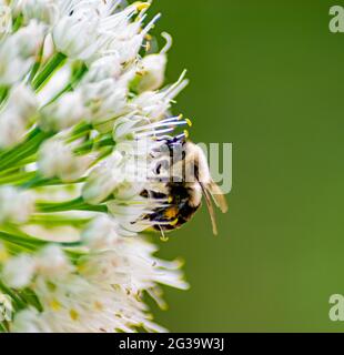 Photo macro d'une abeille Bumble suspendue à une Fleur d'oignon Banque D'Images