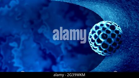 Blastocyst implantation inside a uterus as a fertilization medical concept as an implanted reproductive cell division icon in human reproduction. Stock Photo